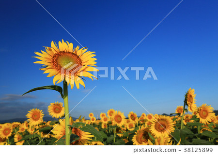 Sunflower 6188 38125899