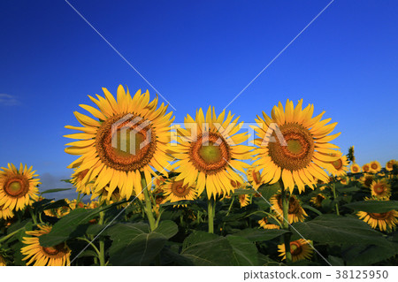 向日葵6147 38125950