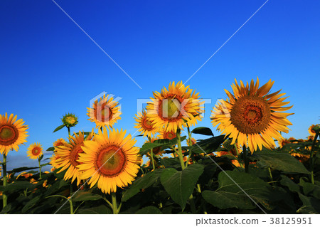 向日葵6148 38125951