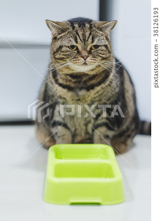 Funny Fat Cat Sitting brown cat playing relaxed 38126193