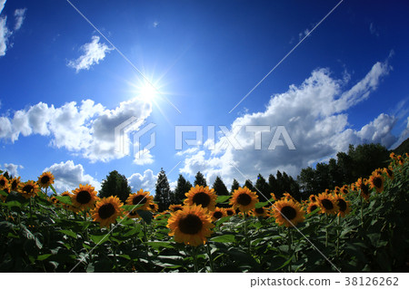 向日葵田5987 38126262