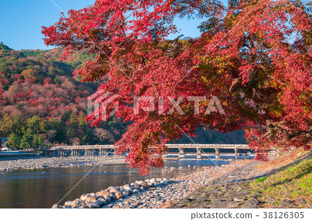 京都嵐山秋葉渡月橋 京都嵐山秋葉渡月橋 38126305