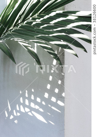 palm leaf with sunshade on white wall corner 38126600