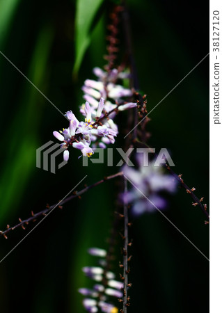 Cordyline Stringa花 38127120