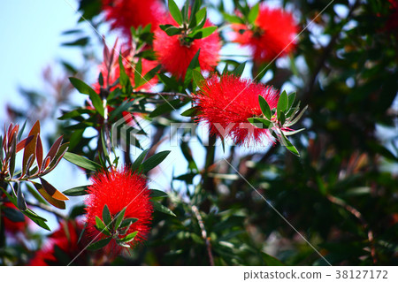 Brassica flower red flower 38127172