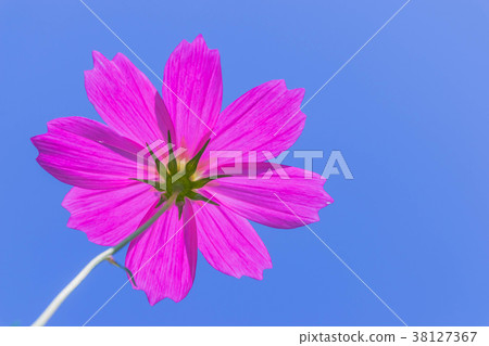 colorful cosmos,Mexican Aster,Asteraceae,flower,pi colorful cosmos,Mexican Aster,Asteraceae,flower,pi 38127367
