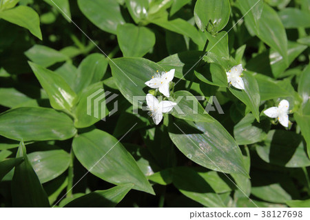Temari stranded hydrangea 38127698