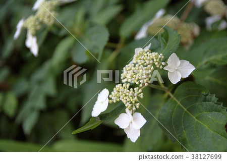 Temari擱淺繡球花 Temari擱淺繡球花 38127699