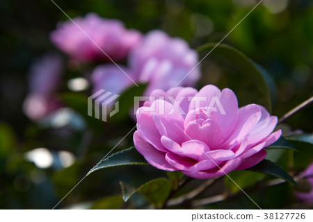 淺粉紅色的山茶花開花和陽光 38127726
