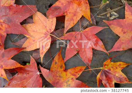 落葉,秋,楓樹,楓葉,植物,葉子,特別的,特殊,特寫 38127745