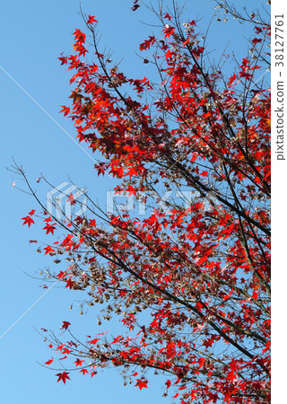 秋,楓樹,楓葉,植物,葉子,特別的,特殊,特寫 秋,楓樹,楓葉,植物,葉子,特別的,特殊,特寫 38127761
