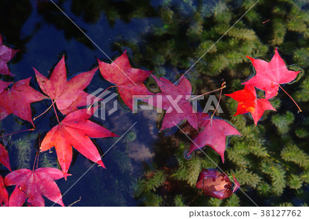 落葉,秋,楓樹,楓葉,植物,葉子,特別的,特殊,特寫 38127762