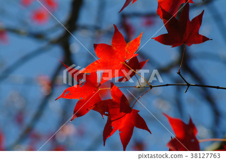 Autumn, maple, maple, plant, leaves, special, special, close-up 38127763