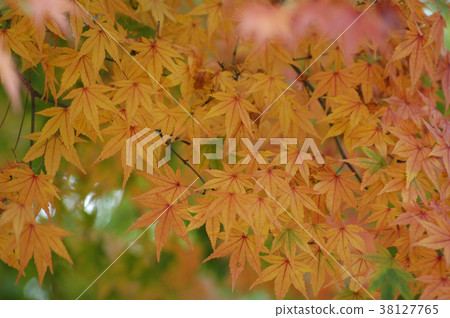 秋,楓樹,楓葉,植物,葉子,特別的,特殊,特寫 38127765