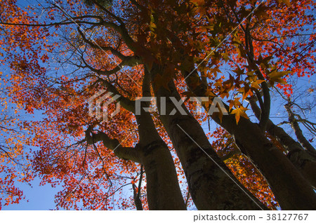 Autumn, maple, maple, plant, leaves, special, special, close-up 38127767