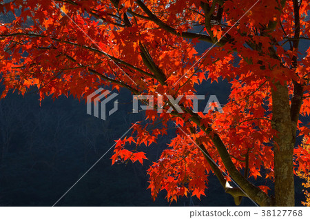 秋,楓樹,楓葉,植物,葉子,特別的,特殊,特寫 秋,楓樹,楓葉,植物,葉子,特別的,特殊,特寫 38127768
