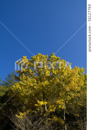 秋,楓樹,楓葉,植物,葉子,特別的,特殊,特寫 38127769