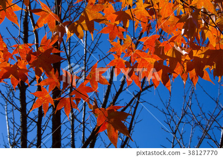 秋,楓樹,楓葉,植物,葉子,特別的,特殊,特寫 秋,楓樹,楓葉,植物,葉子,特別的,特殊,特寫 38127770