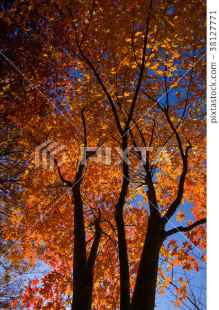 秋,楓樹,楓葉,植物,葉子,特別的,特殊,特寫 秋,楓樹,楓葉,植物,葉子,特別的,特殊,特寫 38127771