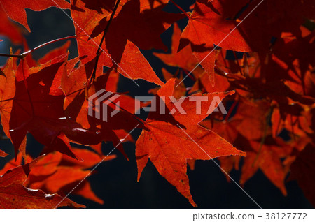 秋,楓樹,楓葉,植物,葉子,特別的,特殊,特寫 秋,楓樹,楓葉,植物,葉子,特別的,特殊,特寫 38127772