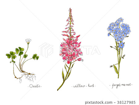 Wild plants and flowers hand drawn in color. Wild plants and flowers hand drawn in color. 38127985