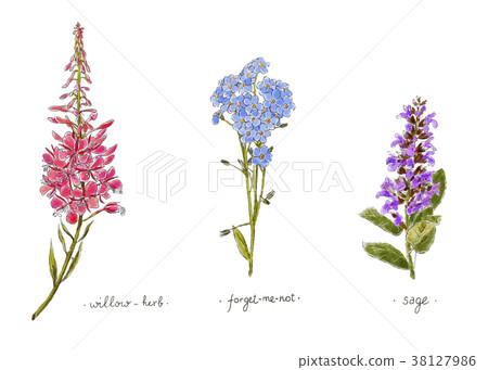 Wild plants and flowers hand drawn in color.  38127986