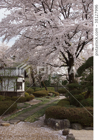 Kawagoe Castle Honmaru Gotemba 38127996
