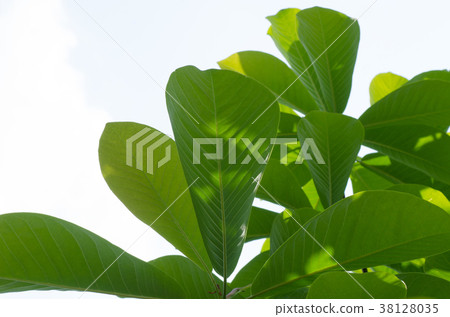 Park's tree Hooki 38128035