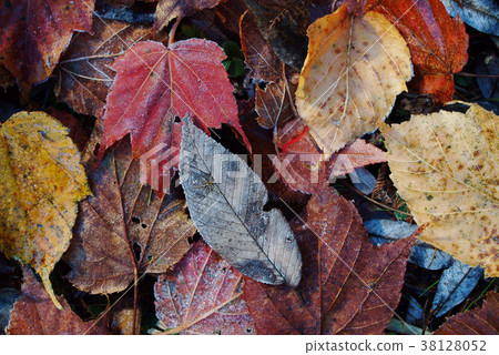 台灣紅榨槭,秋,洛葉,紅榨槭,植物,葉子,特別的,特殊,特寫 38128052