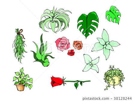 Plant illustration Plant illustration 38128244