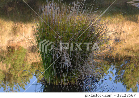 Plant kingdom, rush, water, lake, plant, leaves, special, special, close-up Plant kingdom, rush, water, lake, plant, leaves, special, special, close-up 38128567