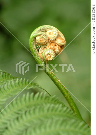 Plant kingdom, pen holder tree, veins, rolls, plants, leaves, special, special, close-up 38128568