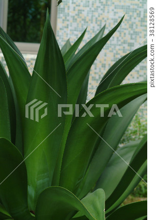 Plant kingdom, agave, veins, bay song, plants, leaves, special 38128569