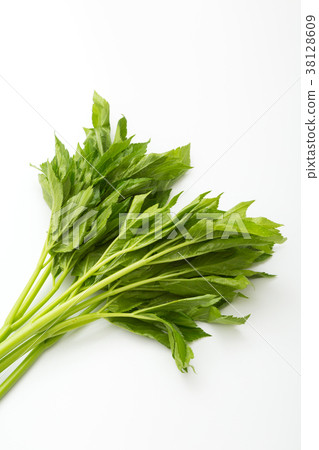 Tomorrow leaves 38128609