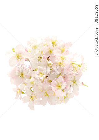 Cherry tree (round shape) (white background) 38128958