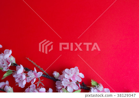 Pink plum blossom on red Pink plum blossom on red 38129347