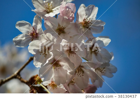 Cherry blossoms at the tip of a branch of a cherry tree 38130437