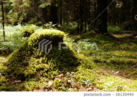 In the forest 38130440