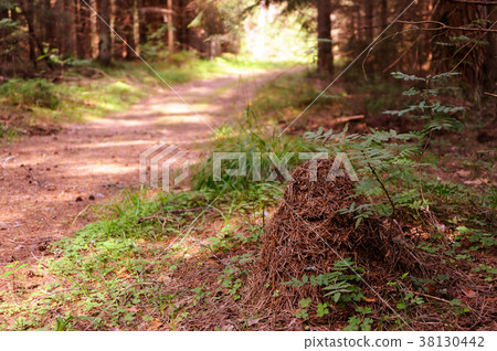 Anthill 38130442