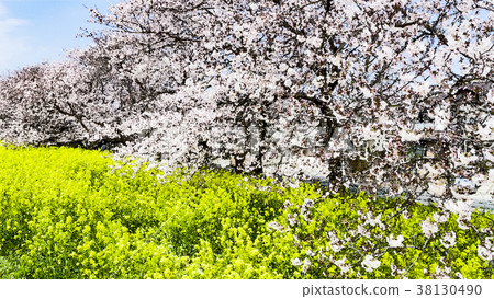 櫻花季節 38130490