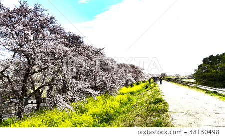 櫻花季節 38130498