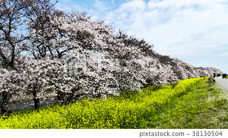 櫻花季節 38130504