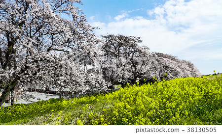 Cherry blossom season 38130505