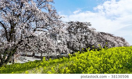 Cherry blossom season 38130506