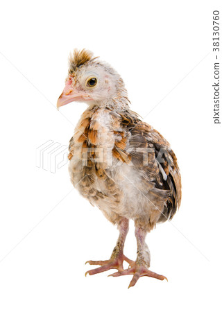 little chick 38130760