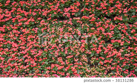Red Begonia flower in the garden. Red Begonia flower in the garden. 38131286