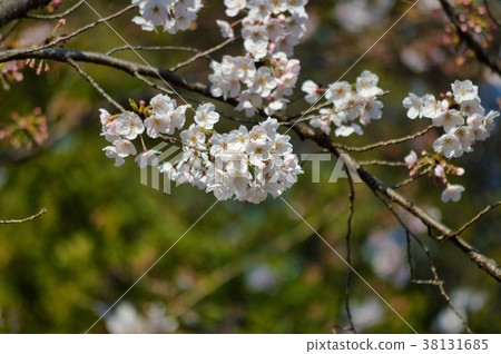 The Key To the New House and the Branch of Cherry Blossoms in Hand. Stock  Photo - Image of branch, ocean: 114723386