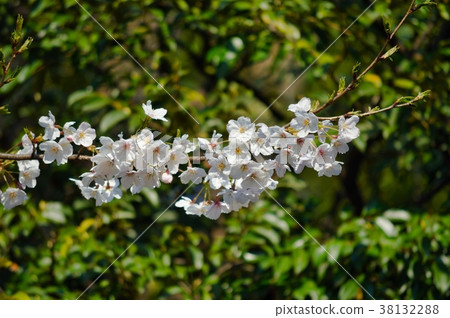 Cherry blossoms at the tip of a branch of a cherry tree 38132288