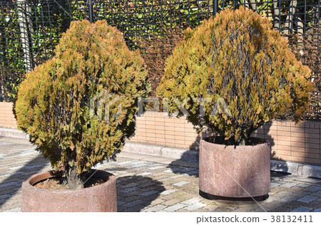 Konotega Shiwa（Kojitei） 38132411