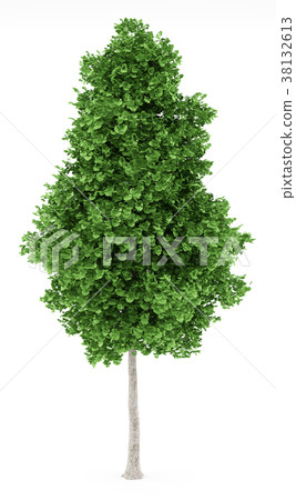 ginkgo tree isolated on white background ginkgo tree isolated on white background 38132613